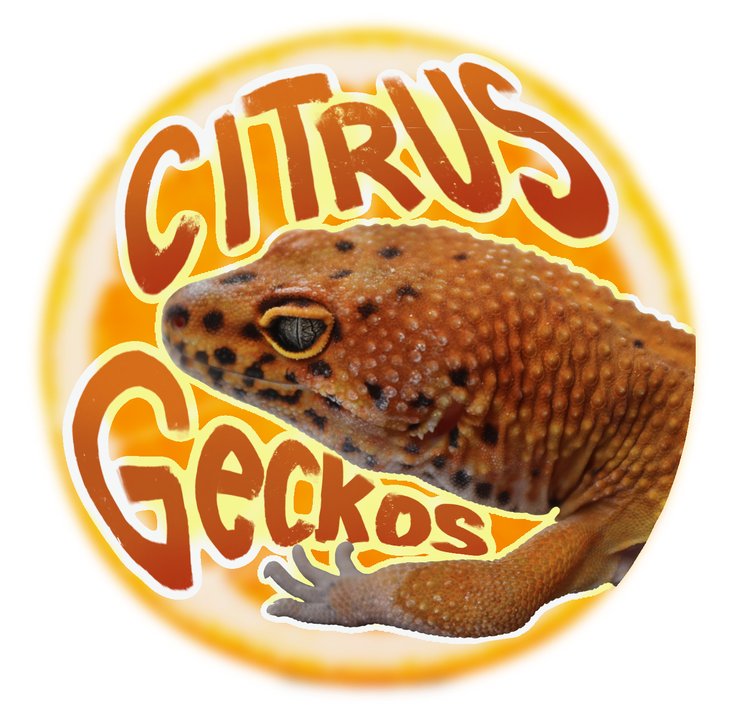 Citrus Geckos